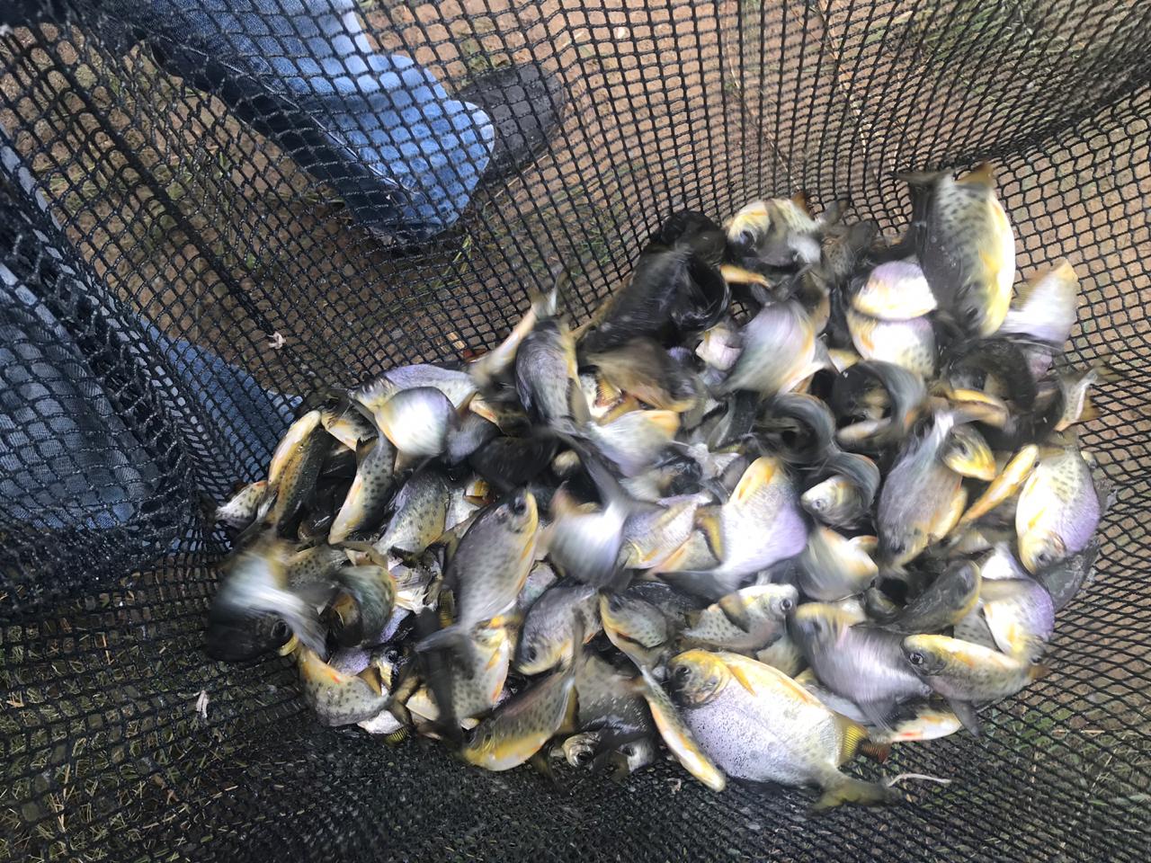 Represa Tanquã, em Piracicaba, recebe 100 mil peixes nesta sexta (24)