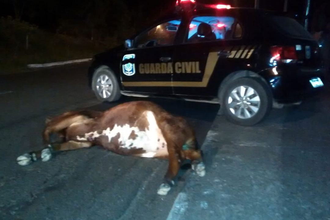 Ônibus de transporte coletivo atropela vaca em Avenida de Capivari
