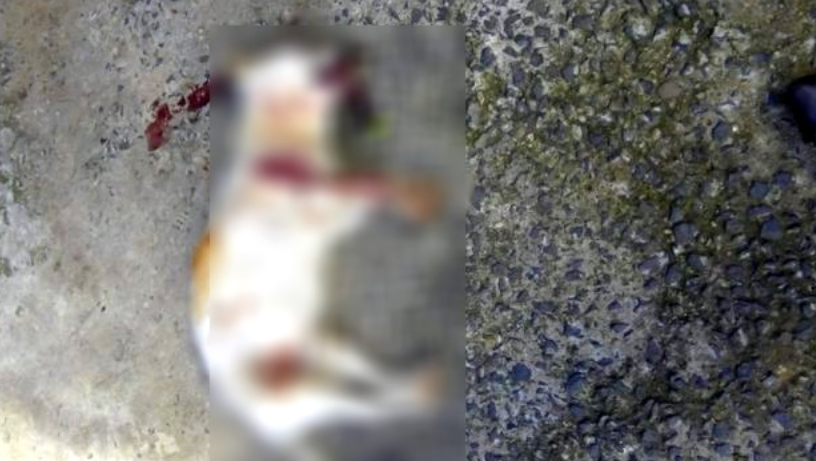 Cachorro é morto a tiro em Santa Bárbara D’Oeste
