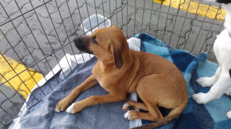 ONG de Piracicaba realiza feira de adoção de cães e gatos no domingo (21)
