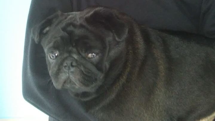 Final feliz: cachorro levado durante assalto é encontrado em Piracicaba