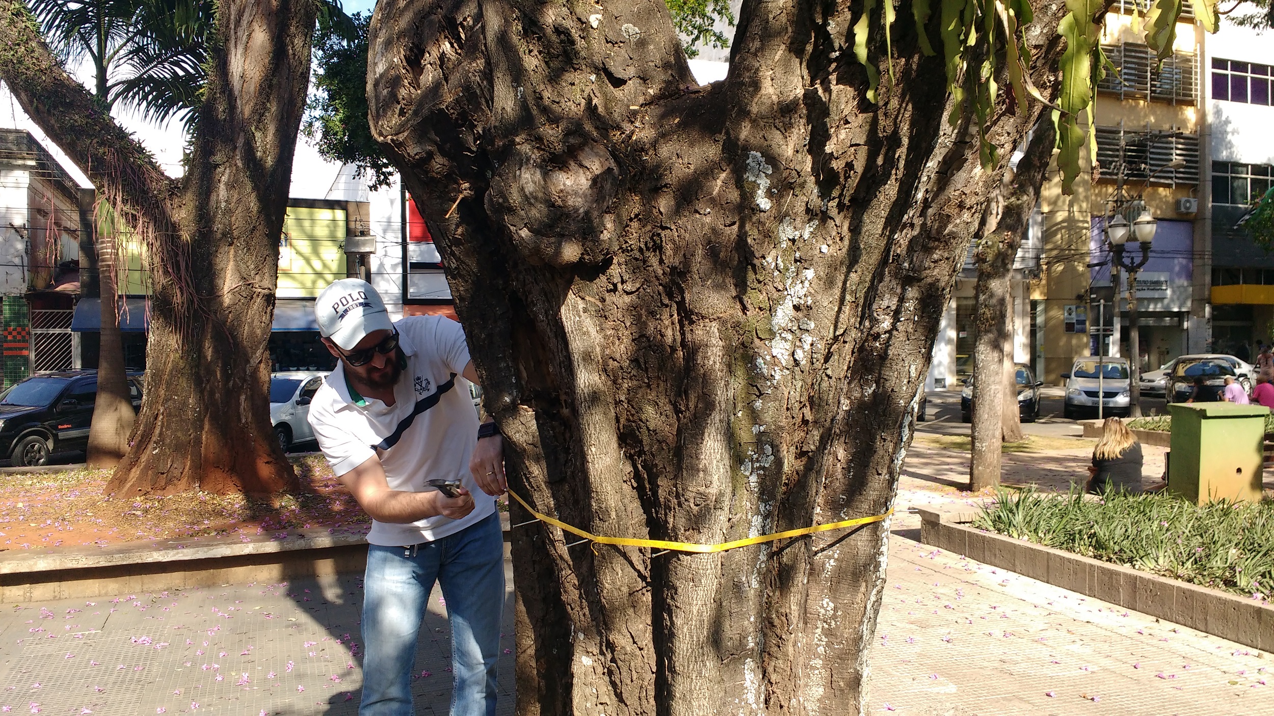 Em Piracicaba, árvore com 50 anos terá de ser cortada da Praça José Bonifácio