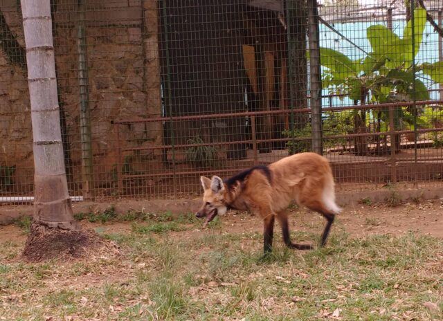 Zoológico de Piracicaba recebe fêmea de lobo-guará