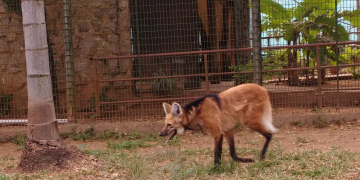 Foto: Eleni Destro/CCS