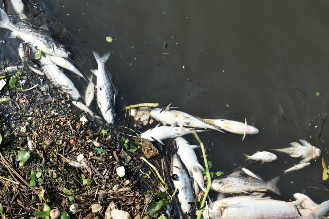 Cetesb aponta causa da mortandade de peixes no rio Piracicaba