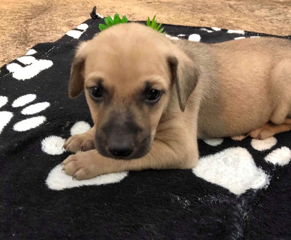 ONG de Piracicaba realiza feira de adoção de cães e gatos no próximo domingo (08)