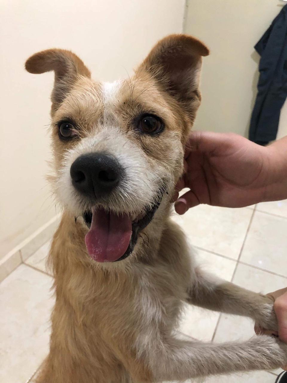 Cães e gatos resgatados por ONG estarão em feira de adoção em Piracicaba