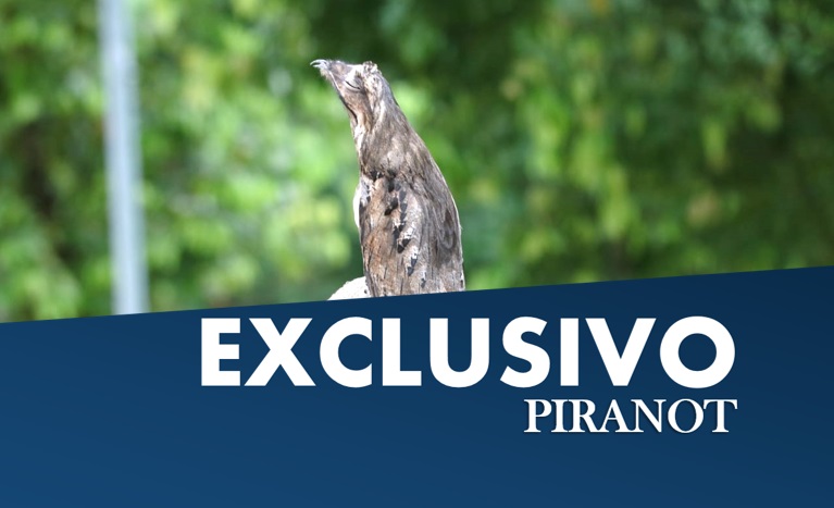 Em época de reprodução, Urutau é flagrado em escola de Piracicaba