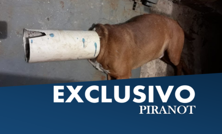 Em Piracicaba, Corpo de Bombeiros é acionado para socorrer animal em maus-tratos