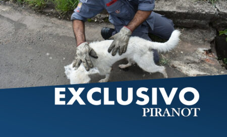 Corpo de Bombeiros é acionado, em Piracicaba, para socorrer cachorro em perigo