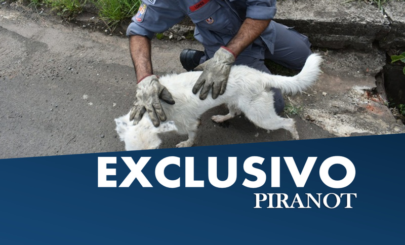Corpo de Bombeiros é acionado, em Piracicaba, para socorrer cachorro em perigo