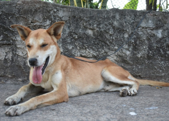 Foto: Wagner Romano / Jornal PIRANOT