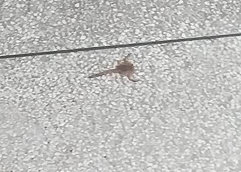 Aparições de escorpiões e morcego morto em creche de Piracicaba preocupam mãe