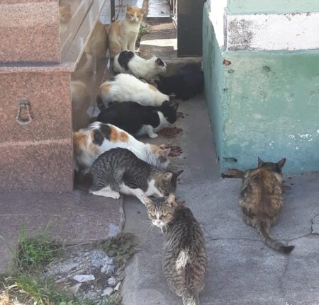 gatos do cemitério
