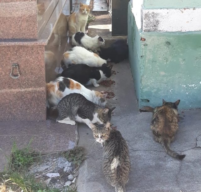 gatos do cemitério