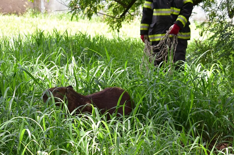 Bombeiros são acionados, em Piracicaba, para capturar capivara no meio da rua
