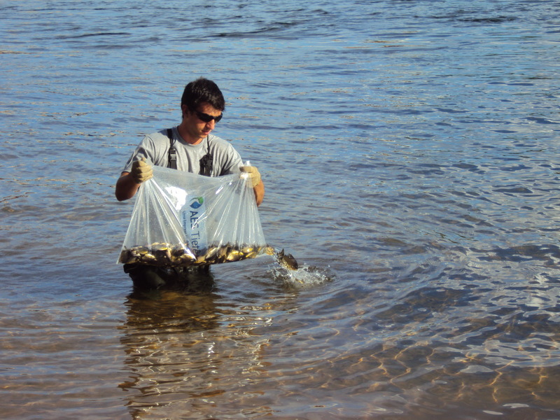 80 mil alevinos serão soltos na região do Tanquã nesta quinta-feira (23)