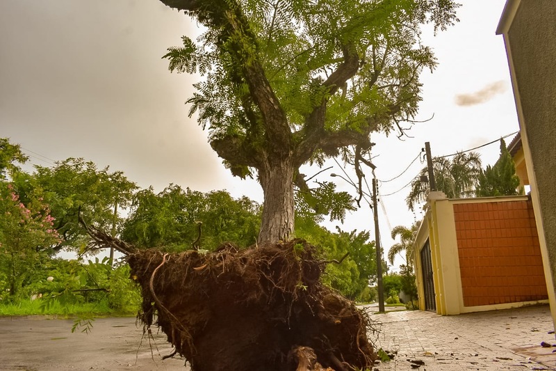 Após chuva, Piracicaba registra queda de árvores e falta de energia em alguns pontos