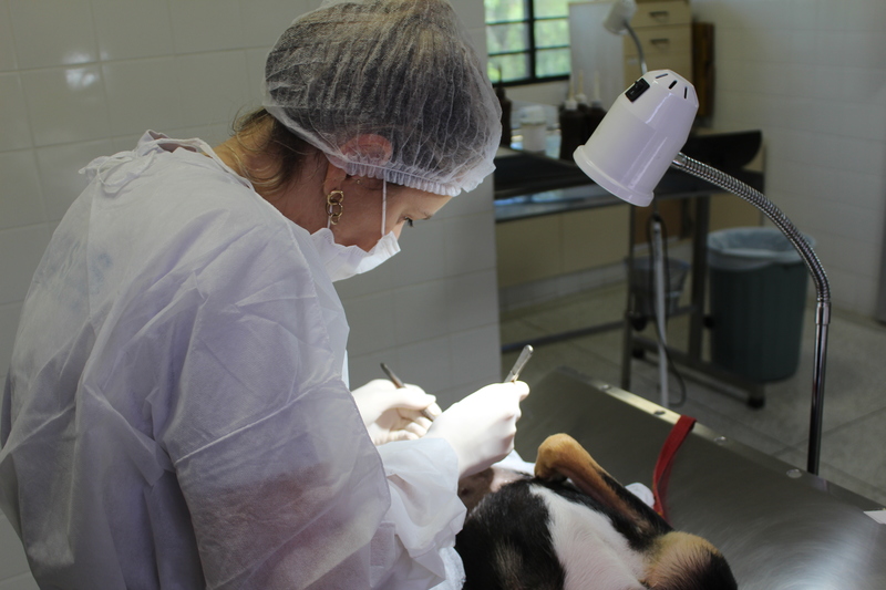 Vereadora questiona paralisação de castração animal em Piracicaba (SP)