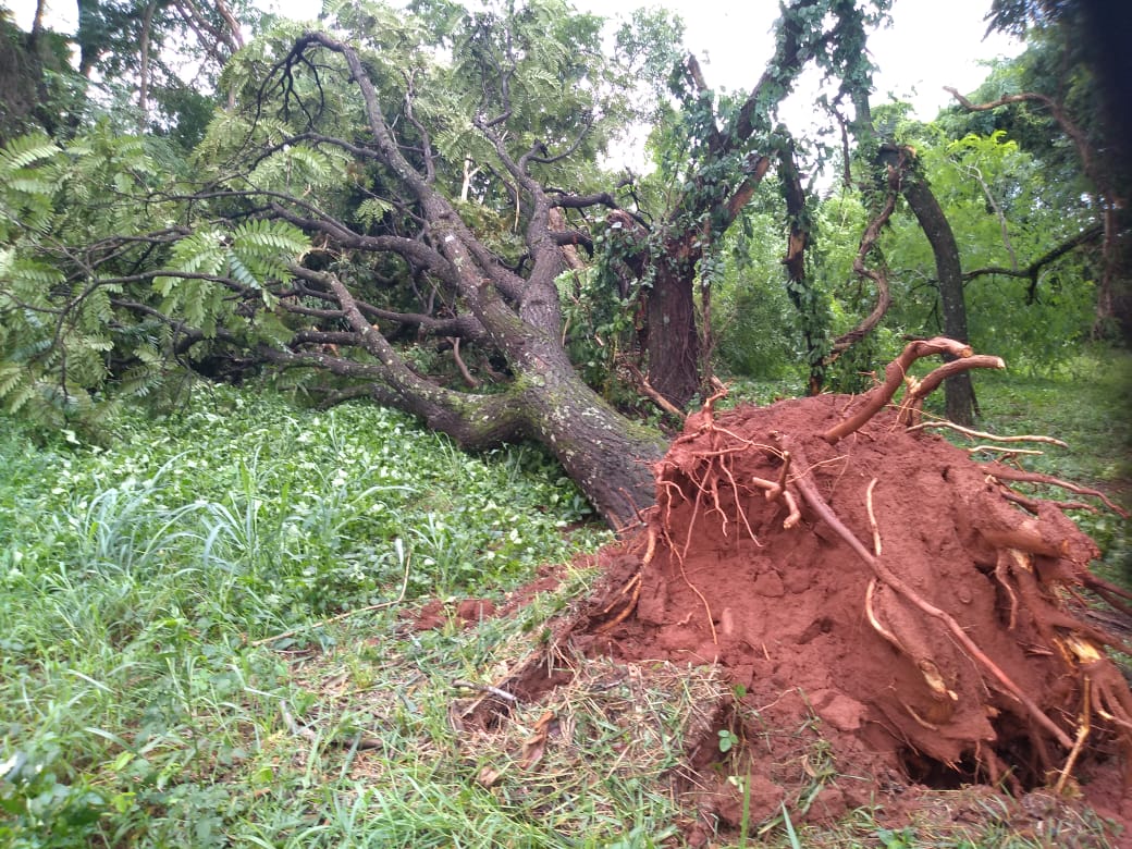 Chuva derruba árvores e alaga ruas em Piracicaba