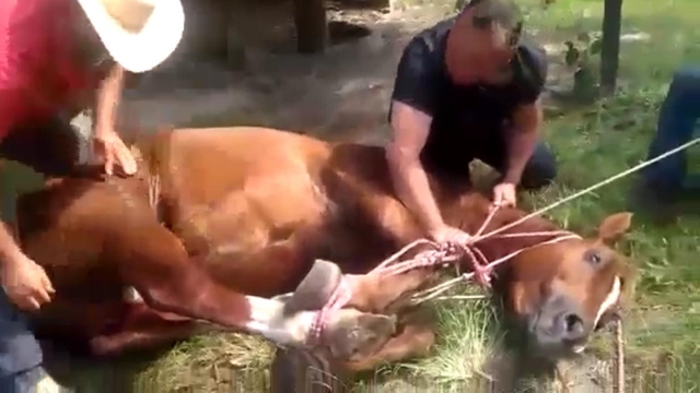 Em Piracicaba, quatro homens são levados à delegacia por castração de animal a sangue frio