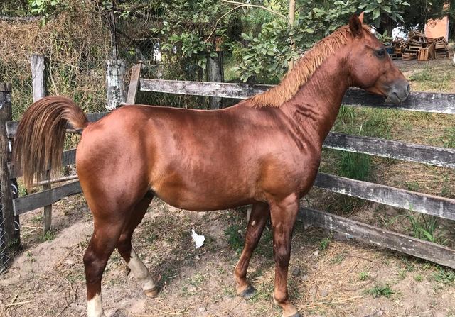Quatro homens são presos, em Piracicaba, por castração de animal a sangue frio