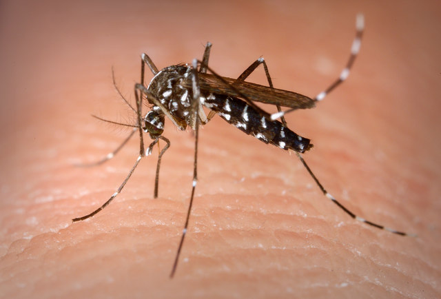 dengue