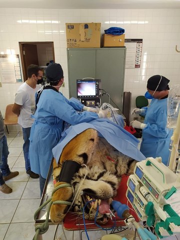 Tigre siberiano do Zoológico de Piracicaba é submetido a cirurgia