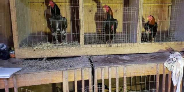 Divulgação/Polícia Militar