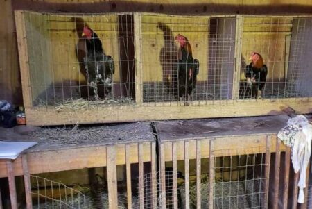 Polícia prende 28 pessoas em rinha de galo na Grande SP