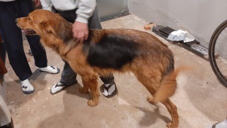 Leitora do PIRANOT busca por dono de cachorro perdido