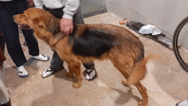 Leitora do PIRANOT encontra cachorro perdido