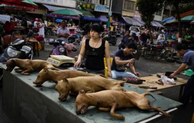 China retira cachorro de lista de animais criados para consumo, e protetores comemoram