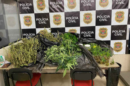 Polícia encontra plantação de maconha na zona sul de SP