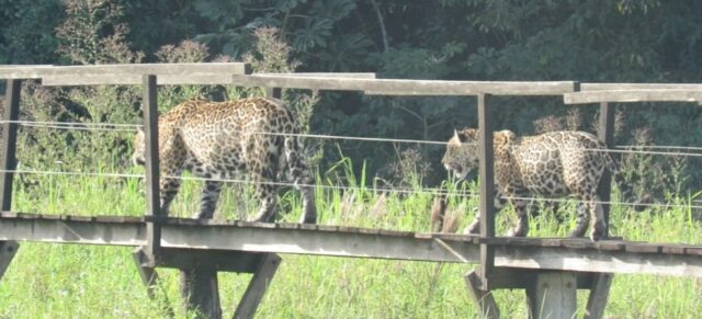 Sem turistas, onças-pintadas se aproximam de passarelas no Pantanal