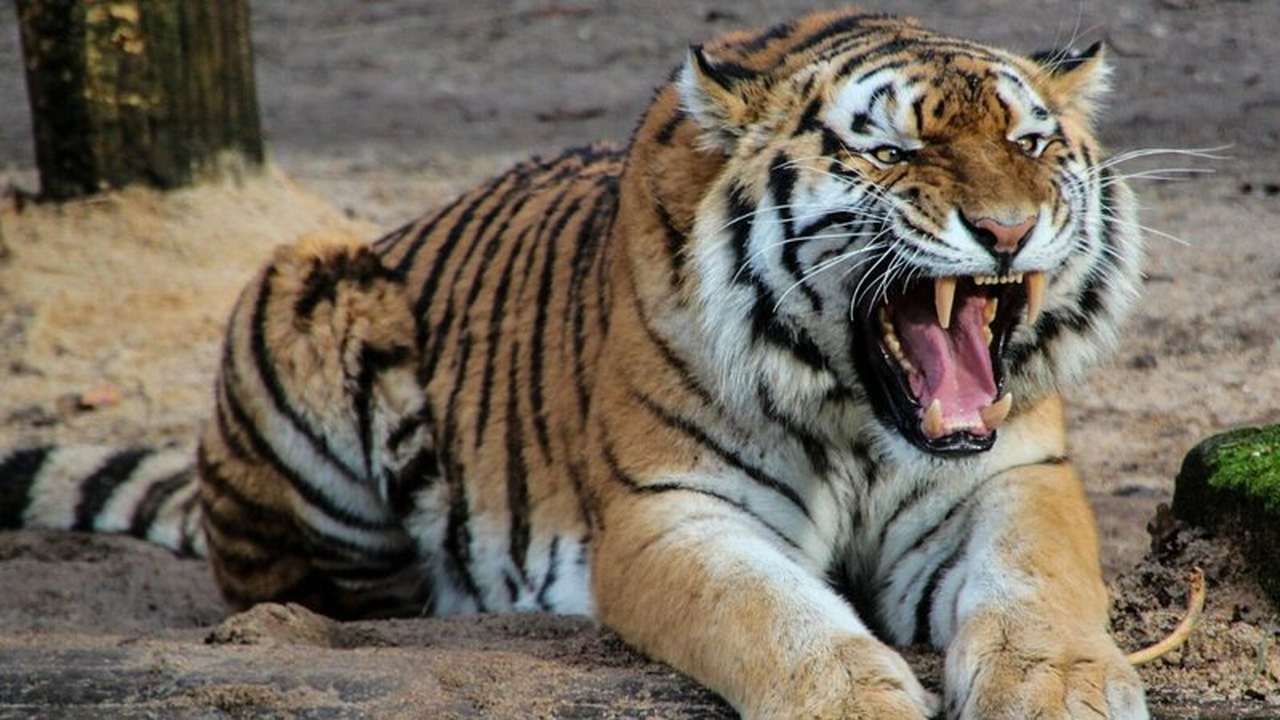 Tigre mata cuidadora de 55 anos na frente de visitantes em zoológico de Zurique