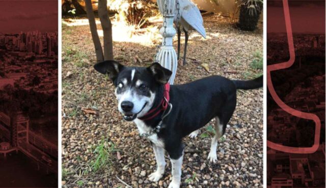 Na imagem tem uma foto do cão ajudado por Luísa Mell