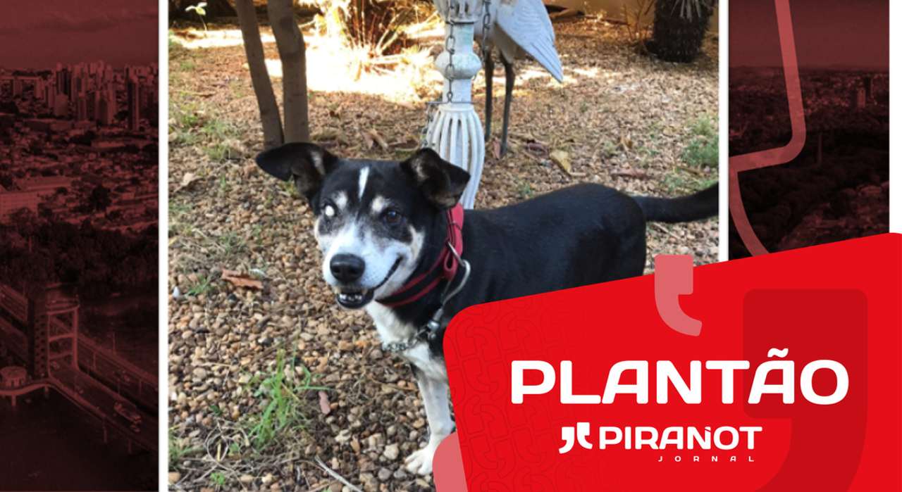 Cinco homens são presos por maltratar cachorro na Rua do Porto, em Piracicaba