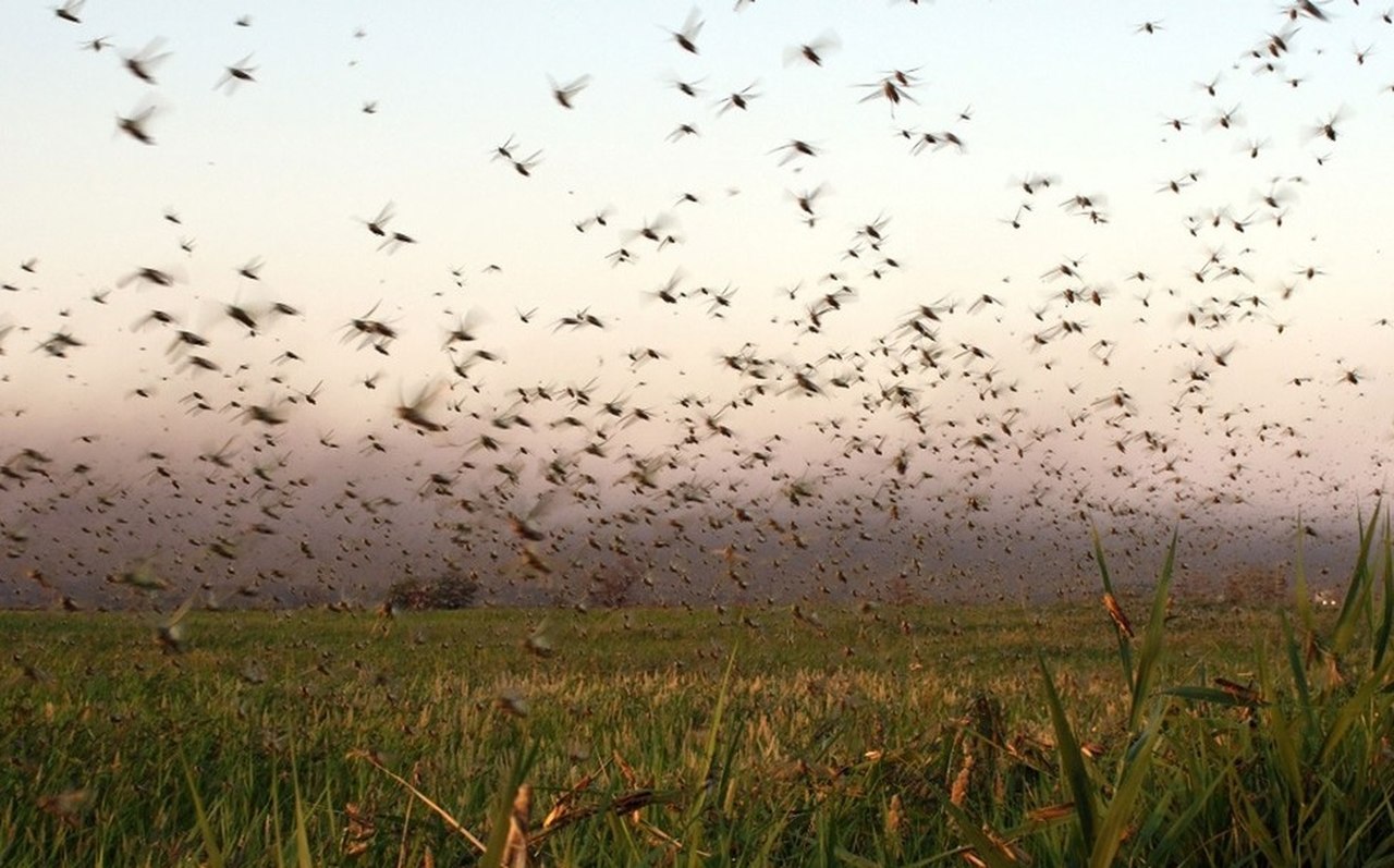 Nuvem de gafanhotos volta a se aproximar do Brasil