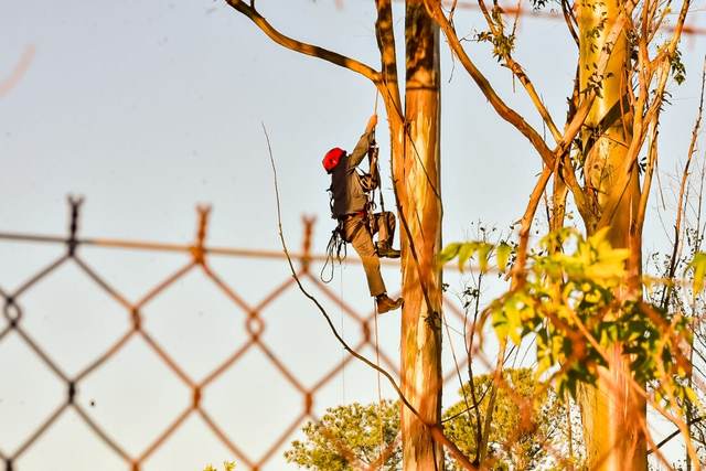Paraquedista se acidenta no aeroporto de Piracicaba e fica preso em árvore de 40 metros