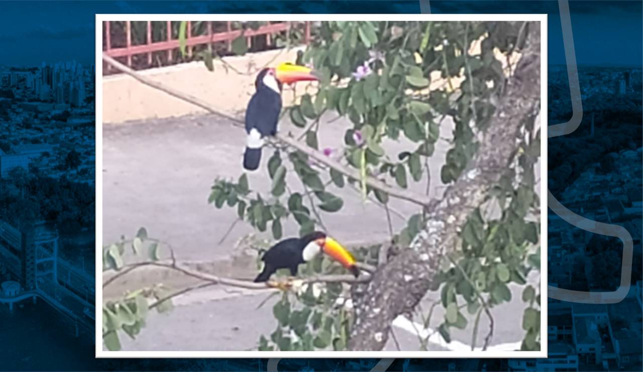 Leitora do PIRANOT flagra visita de tucanos da janela de casa