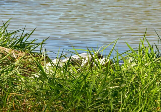Uma foto que mostra o corpo da vítima, às margens da lagoa