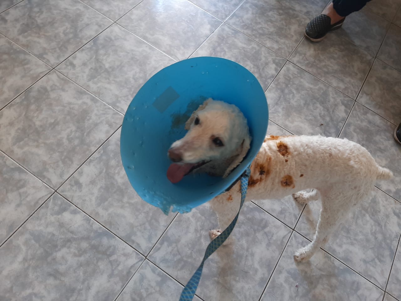 Grupo promove venda de pizzas para ajudar animais abandonados, em Piracicaba