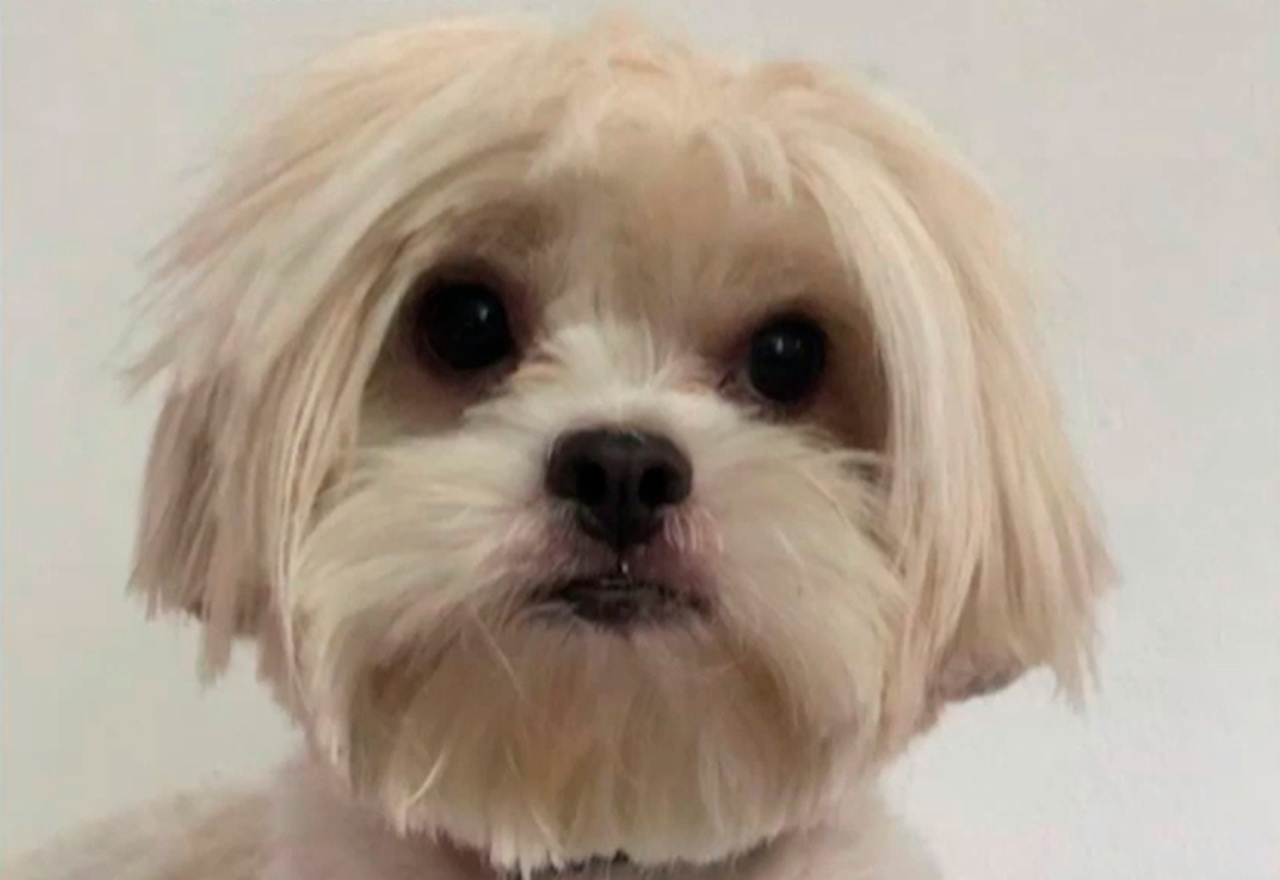 Idosa de 75 anos é acusada de matar cachorro dos vizinhos e escondê-lo sob a cama