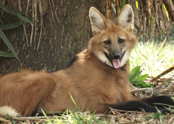 Foto: Flicker/Pavel Dodonov