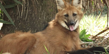 Foto: Flicker/Pavel Dodonov