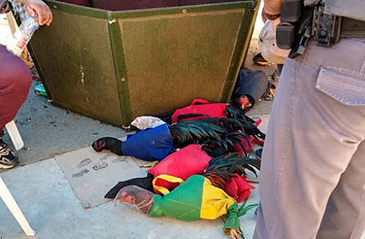 Polícia Militar encontra rinha com 87 galos e multa chega a R$ 5,4 milhões