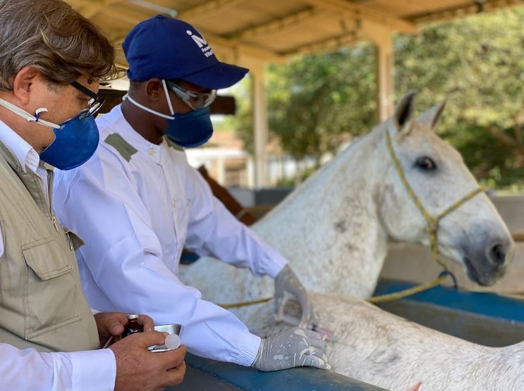 Soro obtido de cavalos pode ter anticorpos superpotentes contra o coronavírus