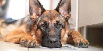 Imagem: Reprodução/Pixabay