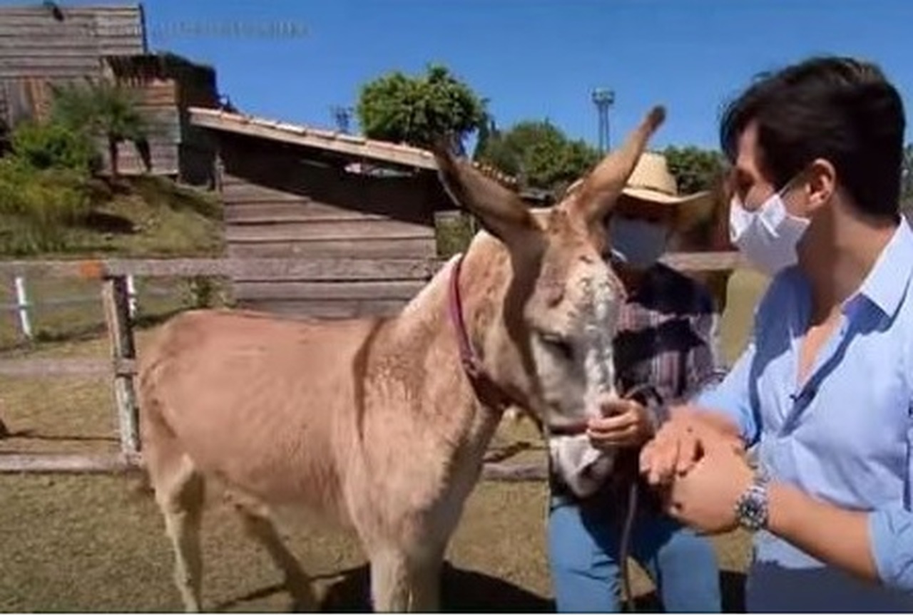Conheça o nome escolhido para a nova mascote de A Fazenda